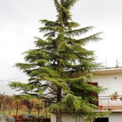 dinamika_alberi1