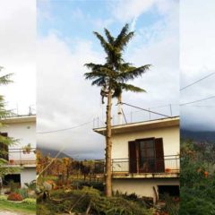 dinamika_alberi10