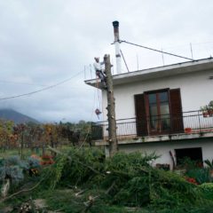 dinamika_alberi11