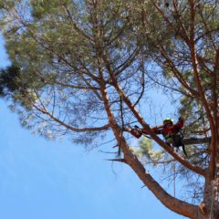 dinamika_alberi12