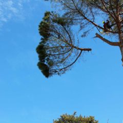 dinamika_alberi14