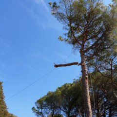 dinamika_alberi15
