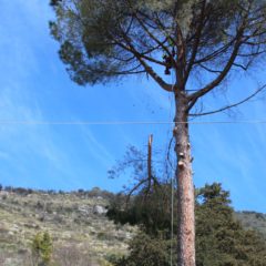 dinamika_alberi16