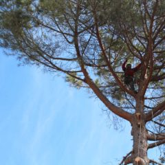 dinamika_alberi17