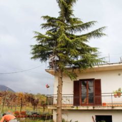 dinamika_alberi2