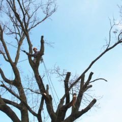 dinamika_alberi28