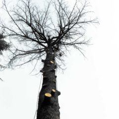 dinamika_alberi31