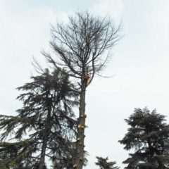 dinamika_alberi32