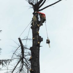 dinamika_alberi33