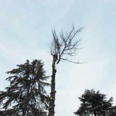 dinamika_alberi34
