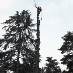 dinamika_alberi35