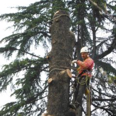 dinamika_alberi37