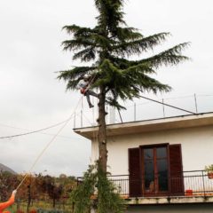 dinamika_alberi4