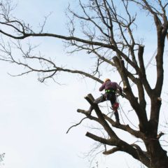 dinamika_alberi40