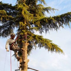 dinamika_alberi5