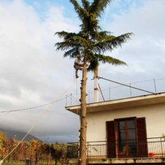dinamika_alberi7