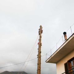dinamika_alberi8