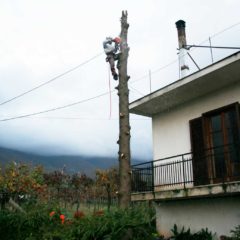 dinamika_alberi9